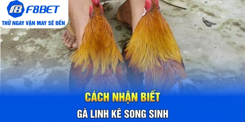 Cách Nhận Biết Gà Linh kê Song Sinh