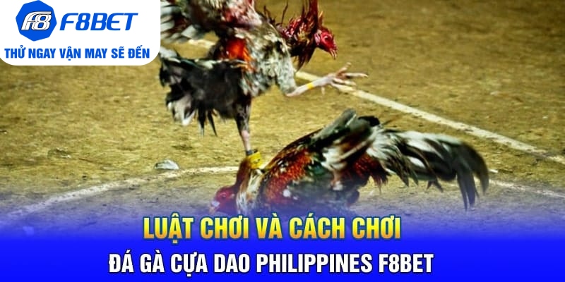 Luật Chơi Và Cách Chơi Đá Gà Cựa Dao Philippines F8BET