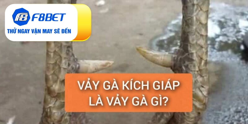 Vảy gà kích giáp là vảy gì? Các nhận xét từ sư kê